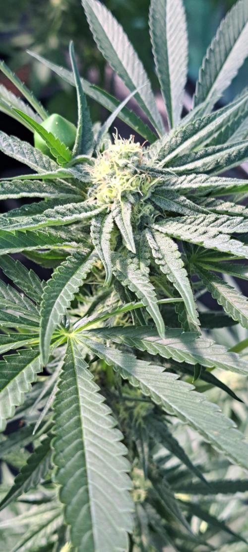 Permant Marker X Georgia Pie. Week 10 - DAY76 Plant #2
