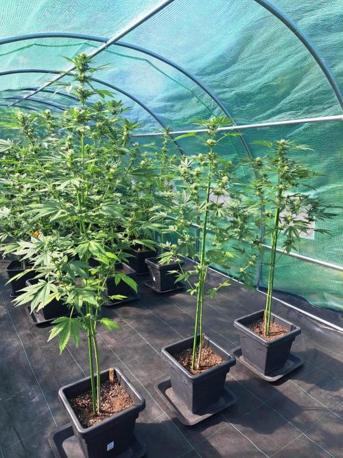 Sour Papaya. Week 10 - DAY76