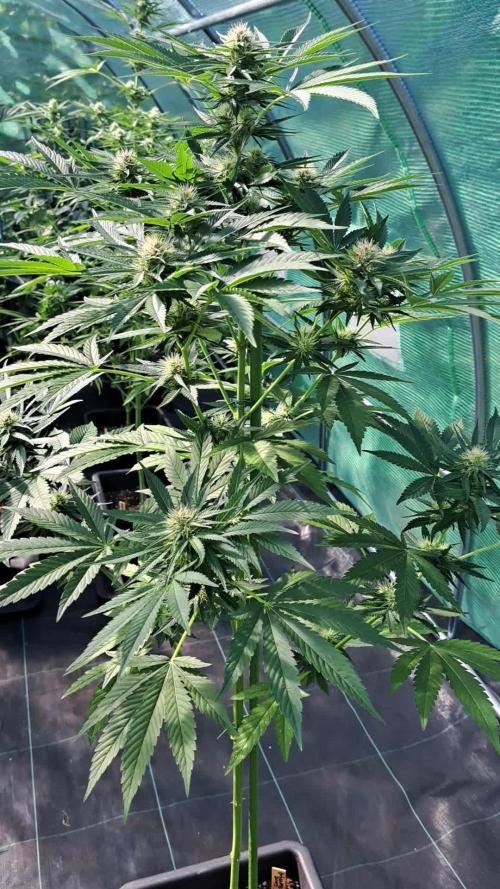 Sour Papaya