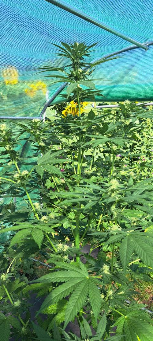 Sour Papaya. Week 10 - DAY76 Plant #1