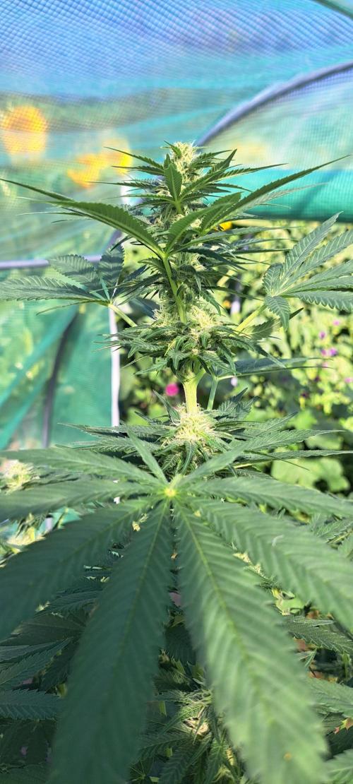 Sour Papaya. Week 10 - DAY76 Plant #1