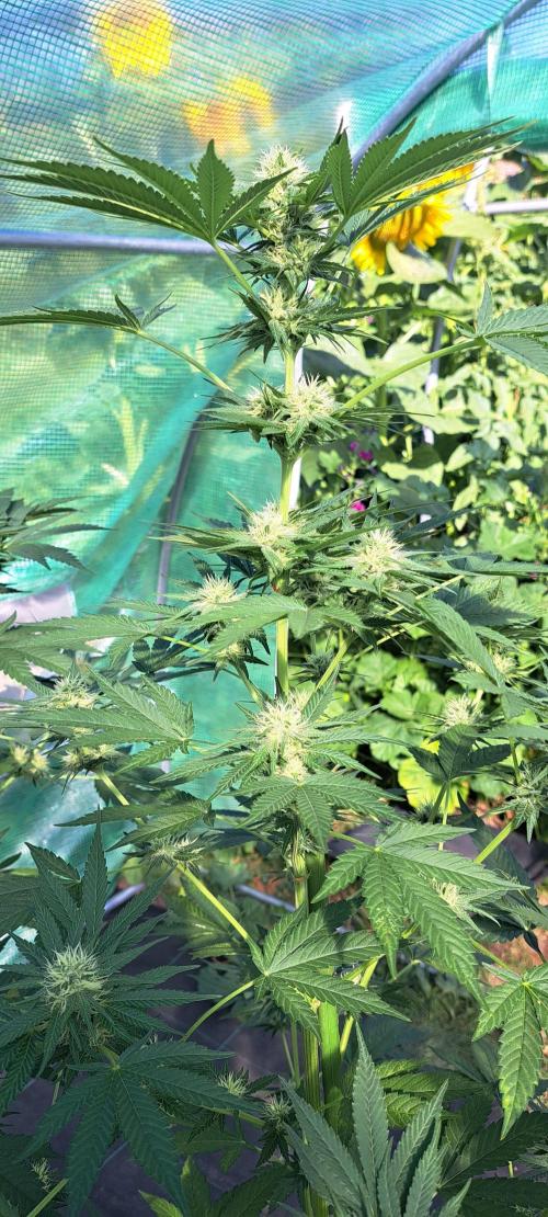 Sour Papaya. Week 10 - DAY76 Plant #2