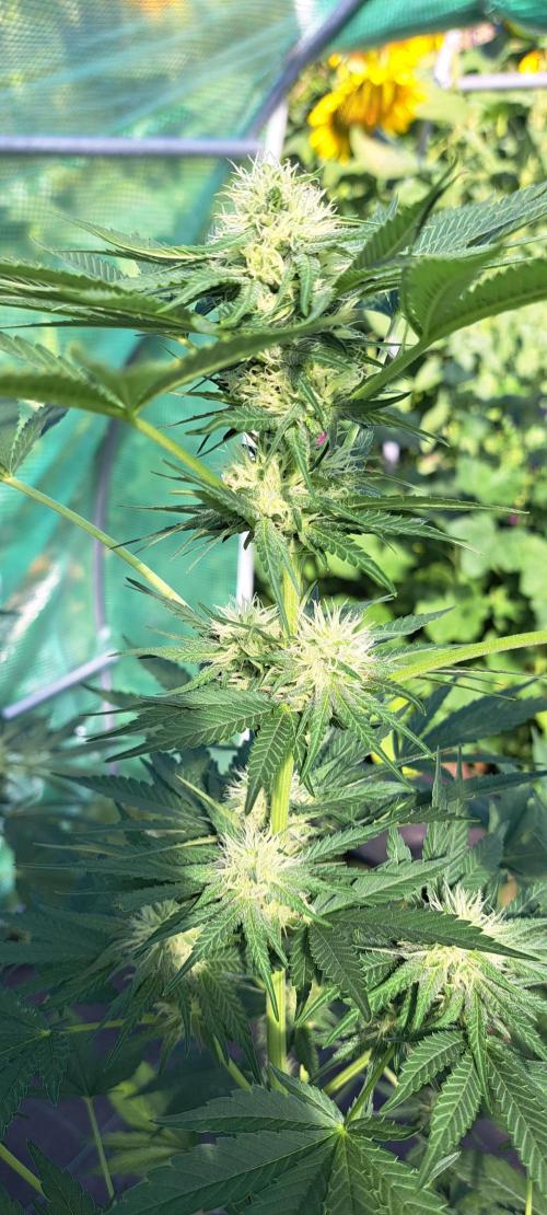 Sour Papaya. Week 10 - DAY76 Plant #2