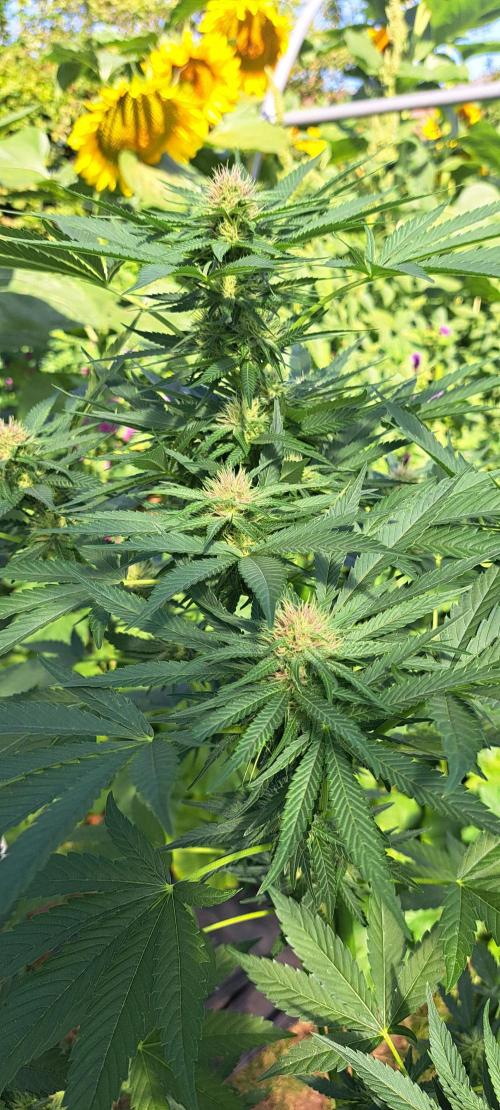 Sour Papaya. Week 10 - DAY76 Plant #3