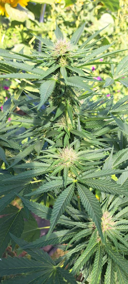Sour Papaya. Week 10 - DAY76 Plant #3