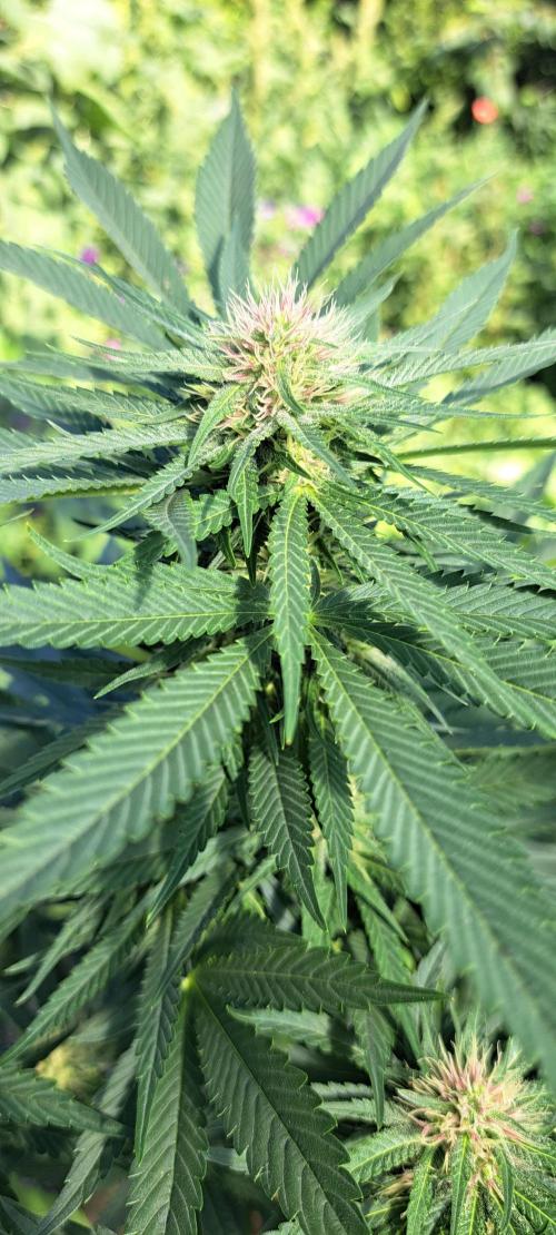 Sour Papaya. Week 10 - DAY76 Plant #3