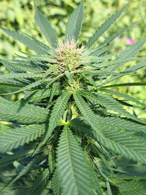 Sour Papaya. Week 10 - DAY76 Plant #3