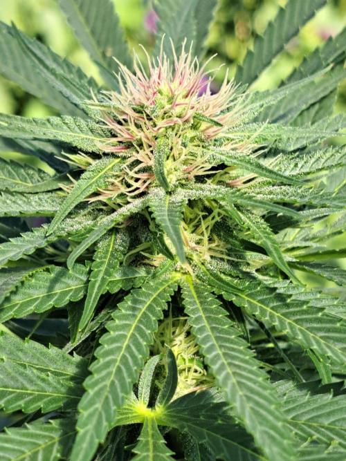 Sour Papaya. Week 10 - DAY76 Plant #3