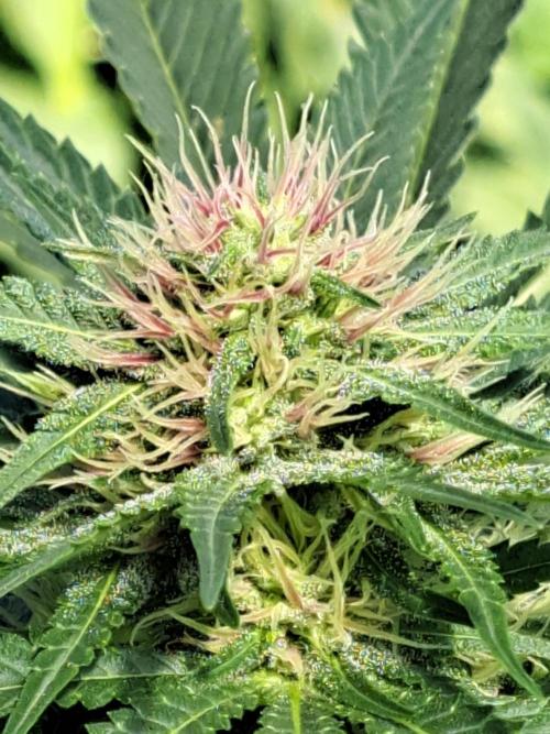 Sour Papaya. Week 10 - DAY76 Plant #3