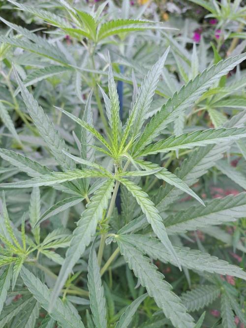 OUT Biscotti#7 CLONE. Week 11 - DAY76 Plant #1