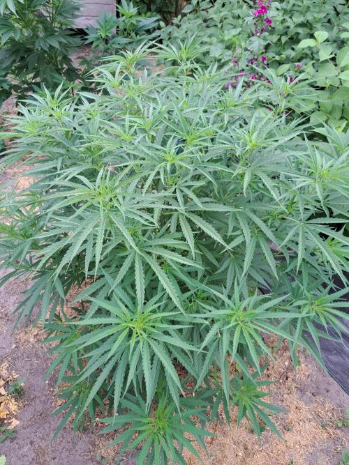 OUT Biscotti#7 CLONE. Week 11 - DAY76 Plant #2