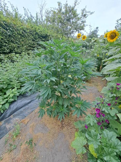 OUT Cookies Gelato CLONE. Week 11 - DAY76 Plant #1