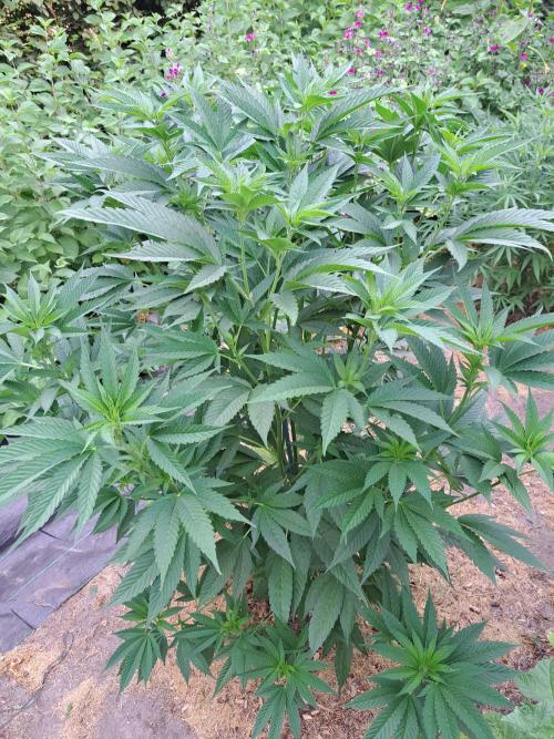 OUT Cookies Gelato CLONE. Week 11 - DAY76 Plant #1