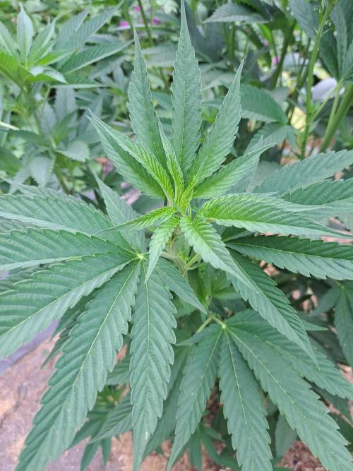 OUT Cookies Gelato CLONE. Week 11 - DAY76 Plant #1