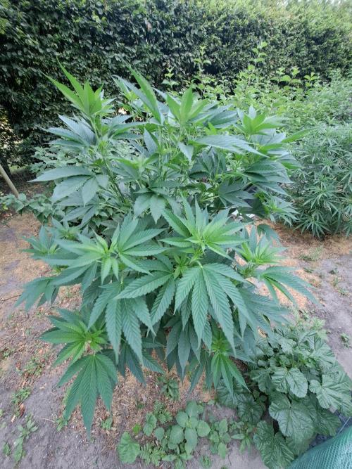 OUT Cookies Gelato CLONE. Week 11 - DAY76 Plant #2