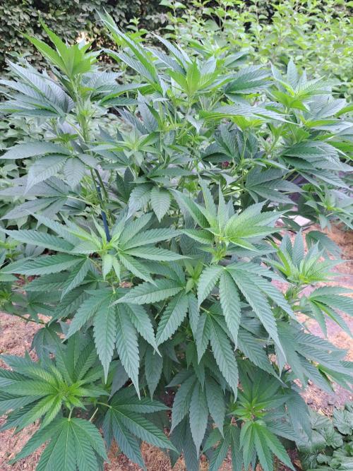 OUT Cookies Gelato CLONE. Week 11 - DAY76 Plant #2