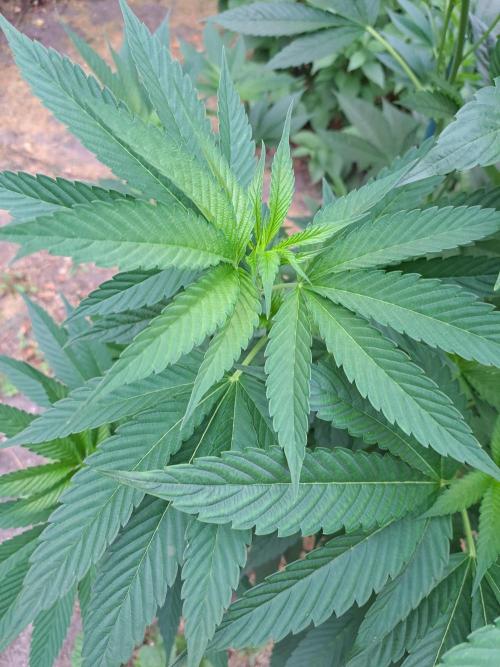 OUT Cookies Gelato CLONE. Week 11 - DAY76 Plant #2
