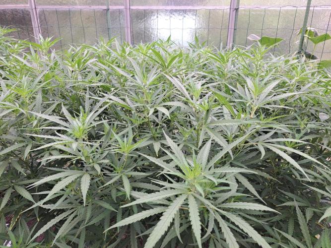 GH Biscotti#7 Zamnesia CLONE. Week 22 - DAY158