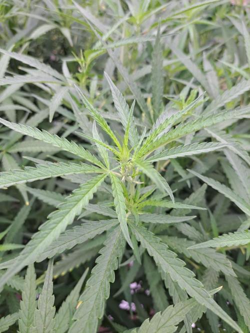 GH Biscotti#7 Zamnesia CLONE. Week 22 - DAY158