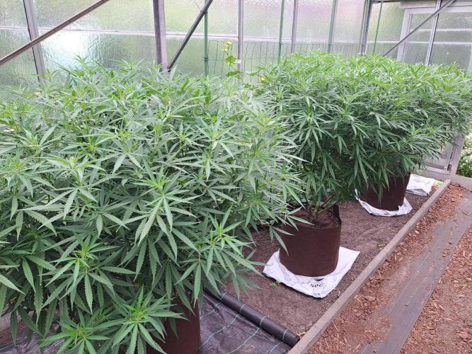 GH Biscotti#7 Zamnesia CLONE. Week 22 - DAY158