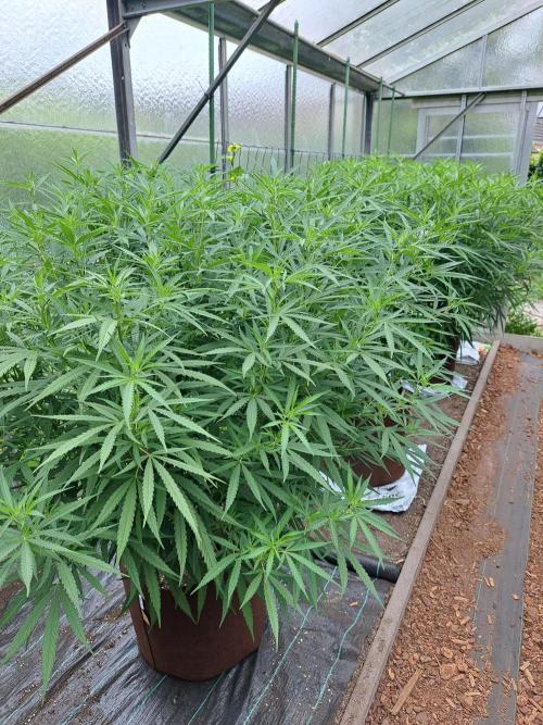 GH Biscotti#7 Zamnesia CLONE. Week 22 - DAY158