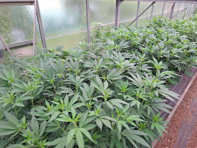 GH Cookies Gelato CLONE. Week 21 - DAY158