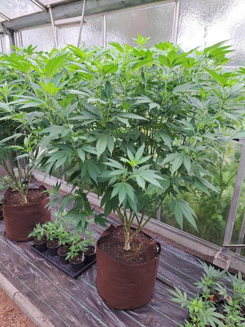 GH Cookies Gelato CLONE. Week 21 - DAY158