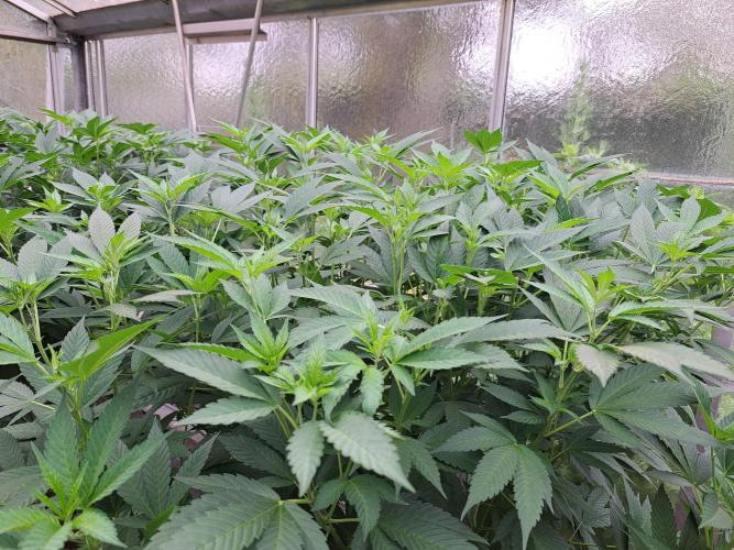 GH Cookies Gelato CLONE. Week 21 - DAY158