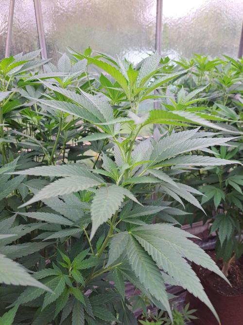 GH Cookies Gelato CLONE. Week 21 - DAY158
