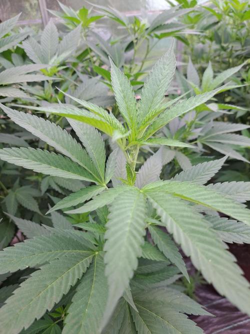 GH Cookies Gelato CLONE. Week 21 - DAY158