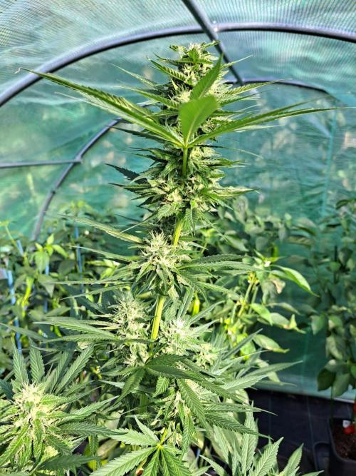 Amnesia Haze Go Fast. Week 11 - DAY34 (bloom) Plant #1