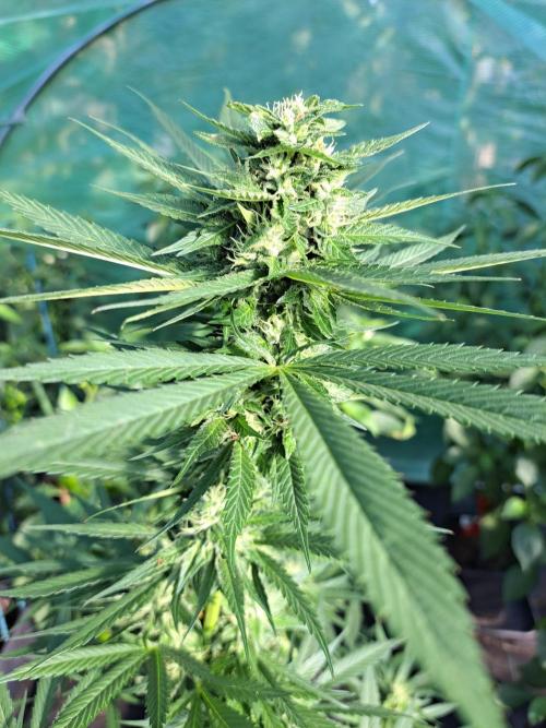 Amnesia Haze Go Fast. Week 11 - DAY34 (bloom) Plant #1