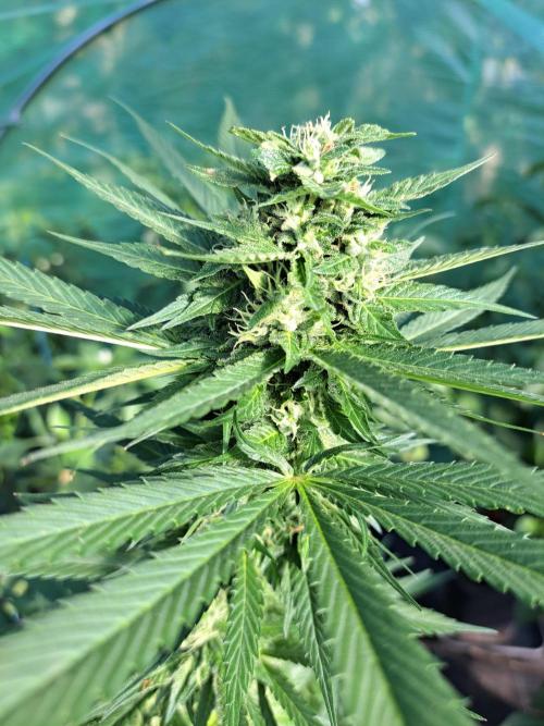 Amnesia Haze Go Fast. Week 11 - DAY34 (bloom) Plant #1