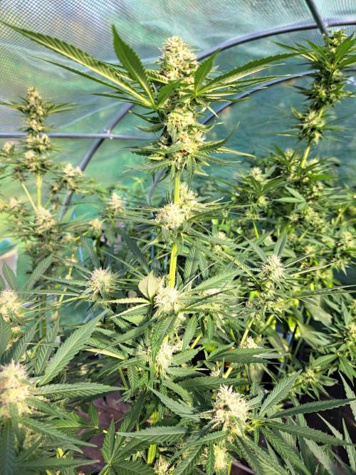 Amnesia Haze Go Fast. Week 11 - DAY34 (bloom) Plant #2
