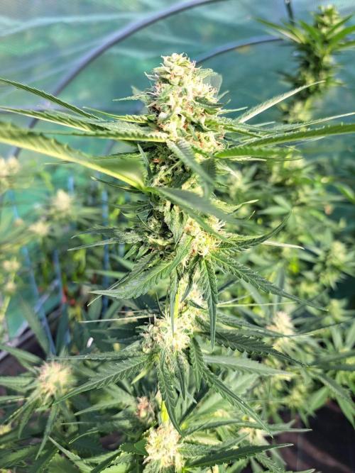 Amnesia Haze Go Fast. Week 11 - DAY34 (bloom) Plant #2
