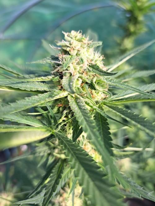 Amnesia Haze Go Fast. Week 11 - DAY34 (bloom) Plant #2
