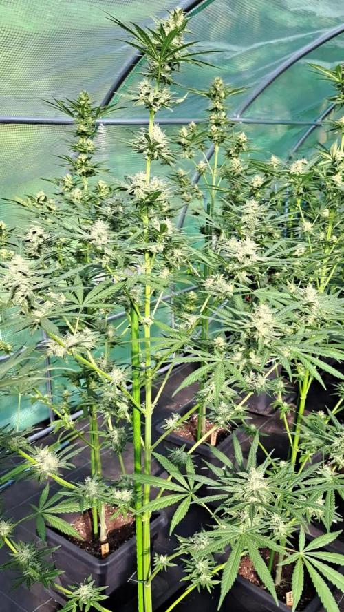 Amnesia Haze Go Fast
