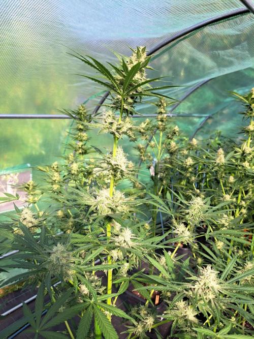 Amnesia Haze Go Fast. Week 11 - DAY34 (bloom) Plant #3