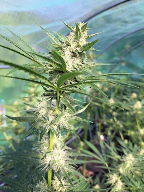 Amnesia Haze Go Fast. Week 11 - DAY34 (bloom) Plant #3
