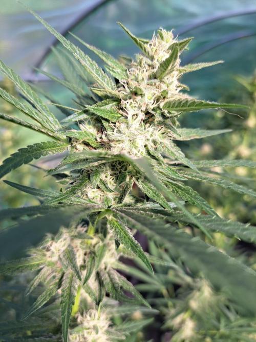 Amnesia Haze Go Fast. Week 11 - DAY34 (bloom) Plant #3