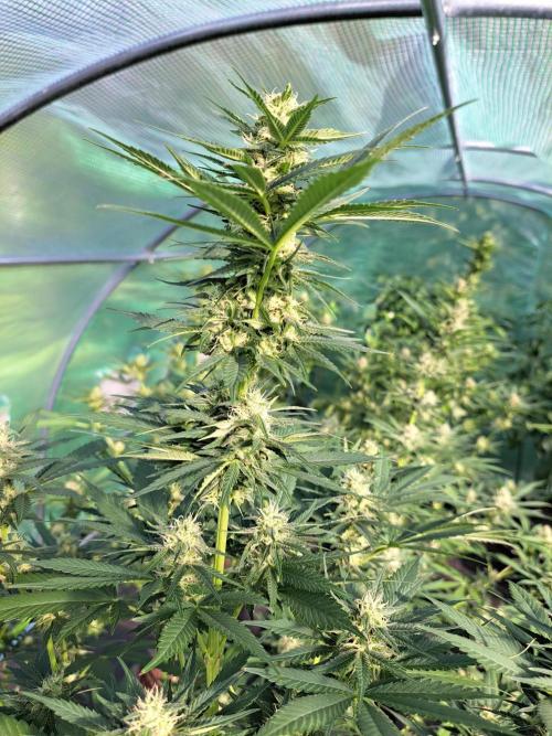 Sour Papaya. Week 11 - DAY34 (bloom) Plant #1