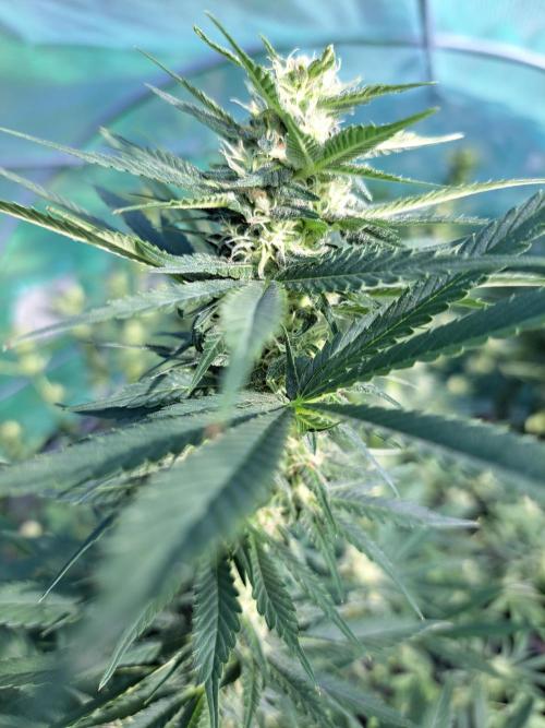 Sour Papaya. Week 11 - DAY34 (bloom) Plant #1