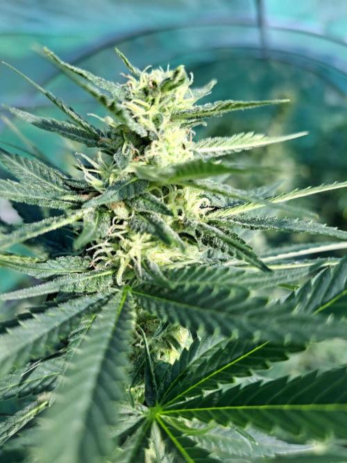 Sour Papaya. Week 11 - DAY34 (bloom) Plant #1