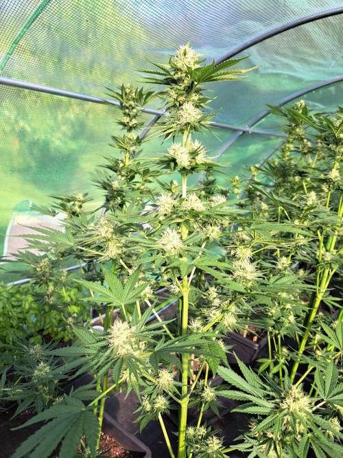 Sour Papaya. Week 11 - DAY34 (bloom) Plant #2
