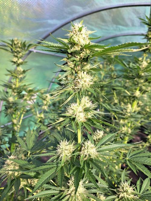 Sour Papaya. Week 11 - DAY34 (bloom) Plant #2