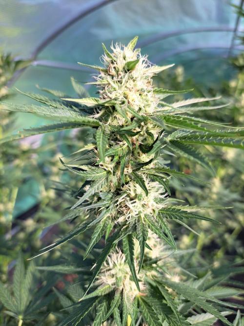 Sour Papaya. Week 11 - DAY34 (bloom) Plant #2