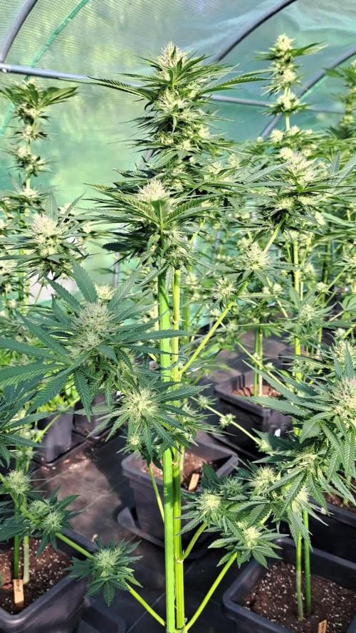Sour Papaya