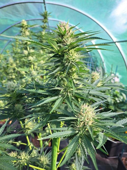 Sour Papaya. Week 11 - DAY34 (bloom) Plant #3