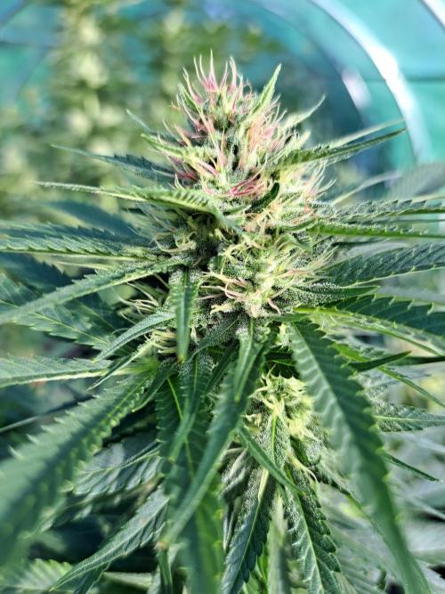 Sour Papaya. Week 11 - DAY34 (bloom) Plant #3