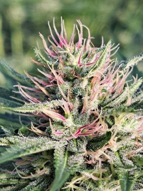 Sour Papaya. Week 11 - DAY34 (bloom) Plant #3